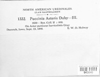 Puccinia asteris image